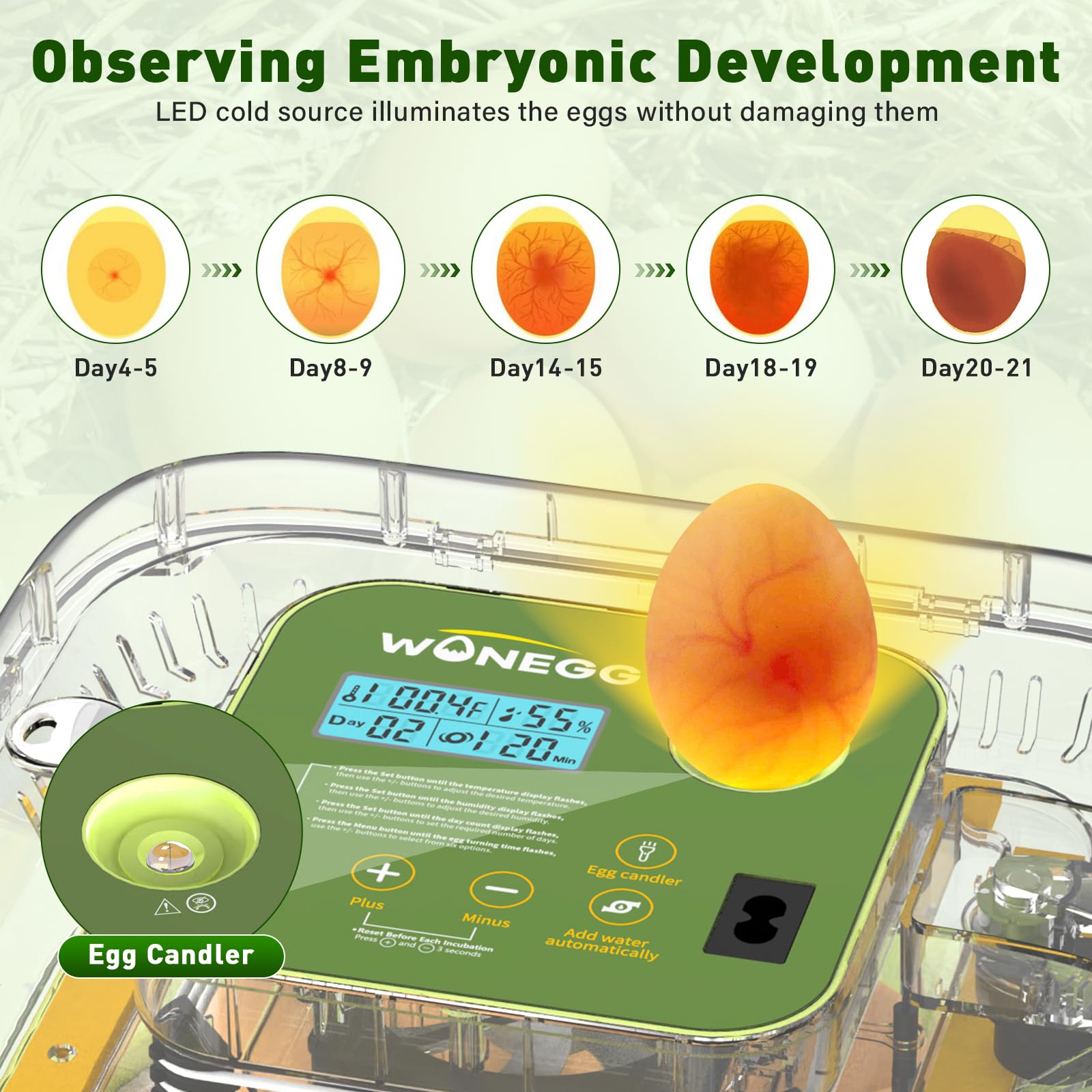 Rsaoty 12 Huevos Incubadora Huevos Gallina, Incubadora de Huevos, Incubadora Automatica Huevos, Control de Temperatura y Humedad, Visualización de 360° para Huevos de Pollo, Pato y Codorniz