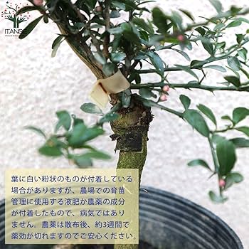 Amazon.co.jp: ITANSE フィンガーライム リックスレッド