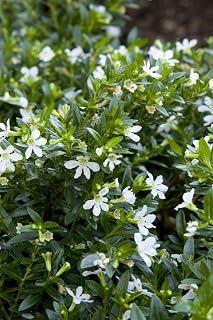 Mexican Heather White Live Plant ships without pot