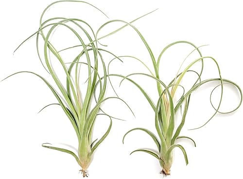 Miniatura 4 de Tamaños de plantas de aire Tillandsia Curly Slim T Intermedia x T Streptophylla Planta de aire de 3 a 5 pulgadas de ancho 4 a 6 pulgadas de altura