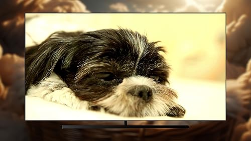 Lista de reprodução pacífica do cachorro - música relaxante para trazer conforto e serenidade ao seu