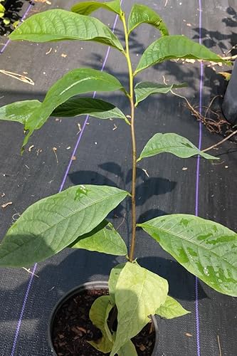 Miniatura 7 de 2 árboles de papaya grandes, plantas vivas, 1 año de edad, raíces establecidas de 7 a 12 pulgadas de alto, planta de plátano con pata de pata viva,