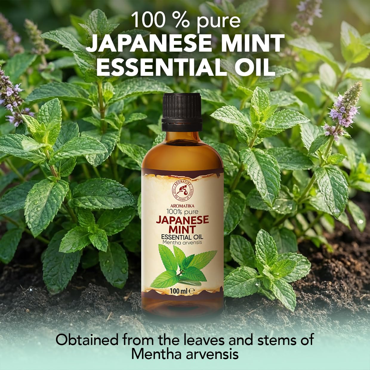 Amazon.com: Japanese Mint Oil - 2x3.4 Fl Oz - Mentha Arvensis
