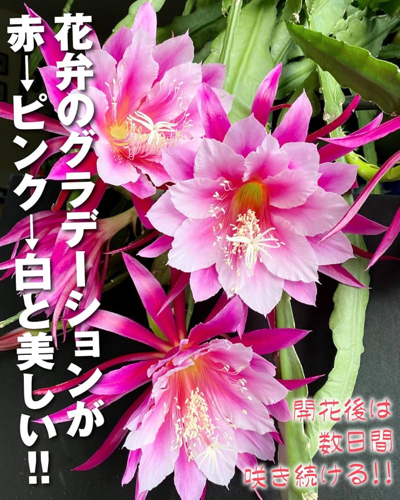 Amazon.co.jp: 花苗 孔雀サボテン 藤娘 2株 / 国華園 25年春商品 : DIY