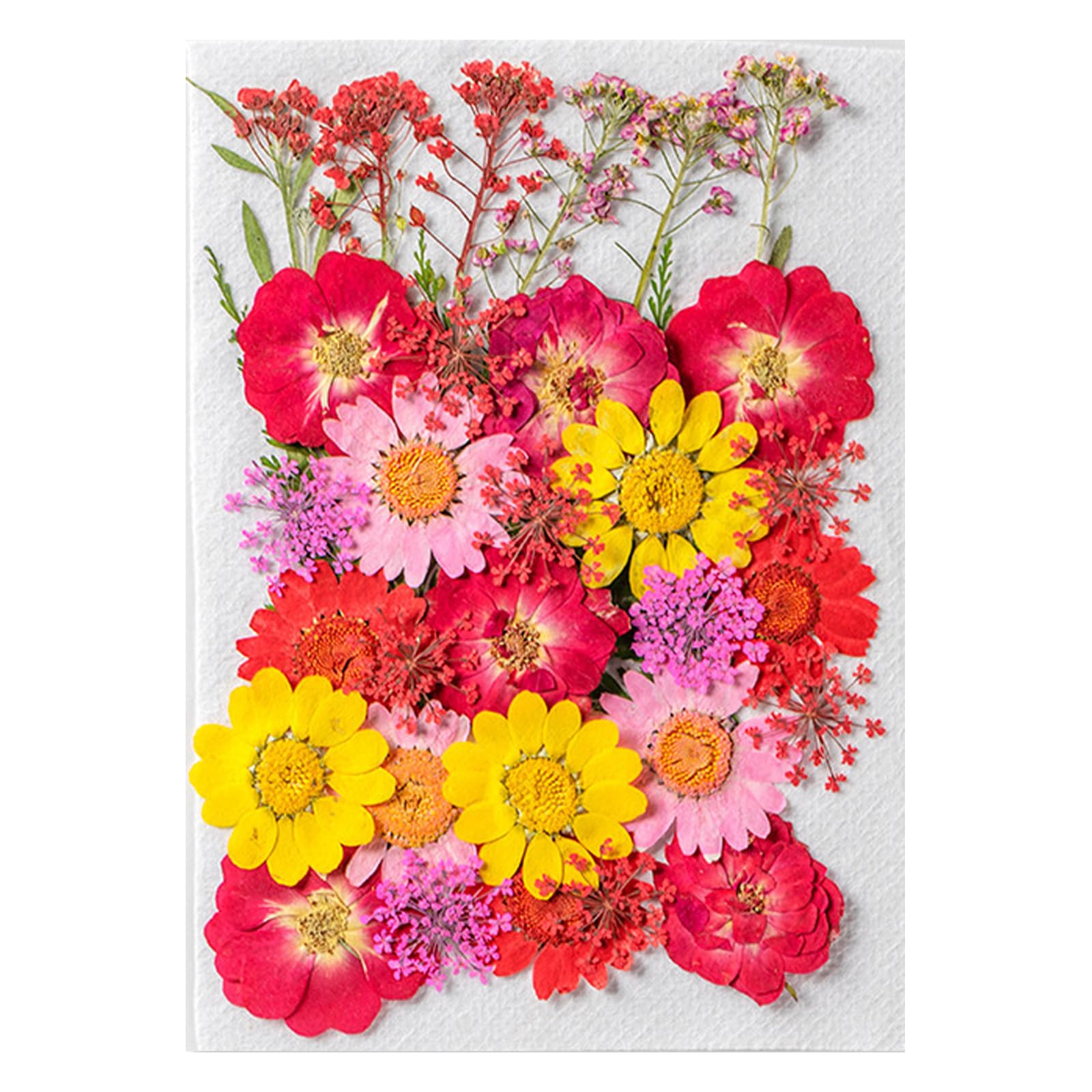 amangul Beautiful Pressed Flower Dried Flower Set for Crafting Natural Pressed Flower for Scrapbooking and Craft Projects(H#)