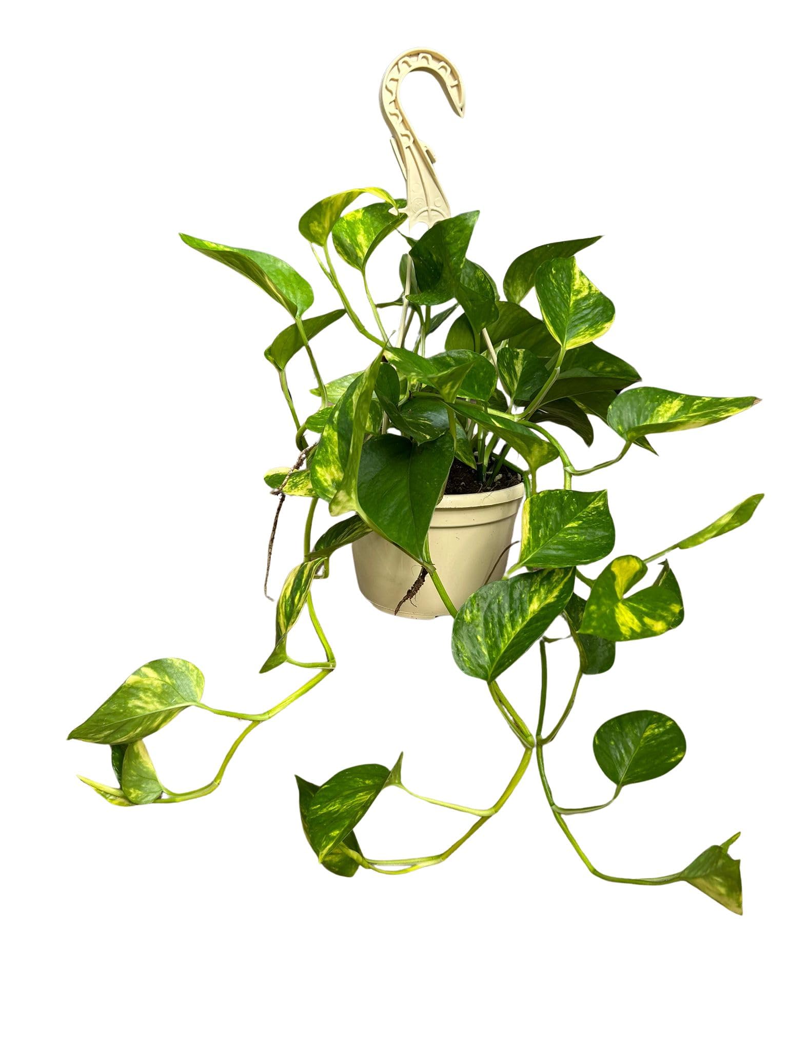 Fotos Natural Planta Colgante de 15 cm | en Maceta, Epipremnum Aureum, Trepadora para Interior, Purificadora de Aire, Fácil de Cuidar