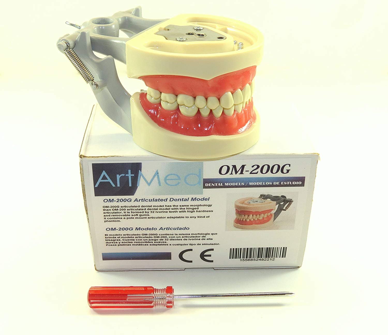 Amazon.com: Dental Typodont Articulated Model 200G Anatomy Model