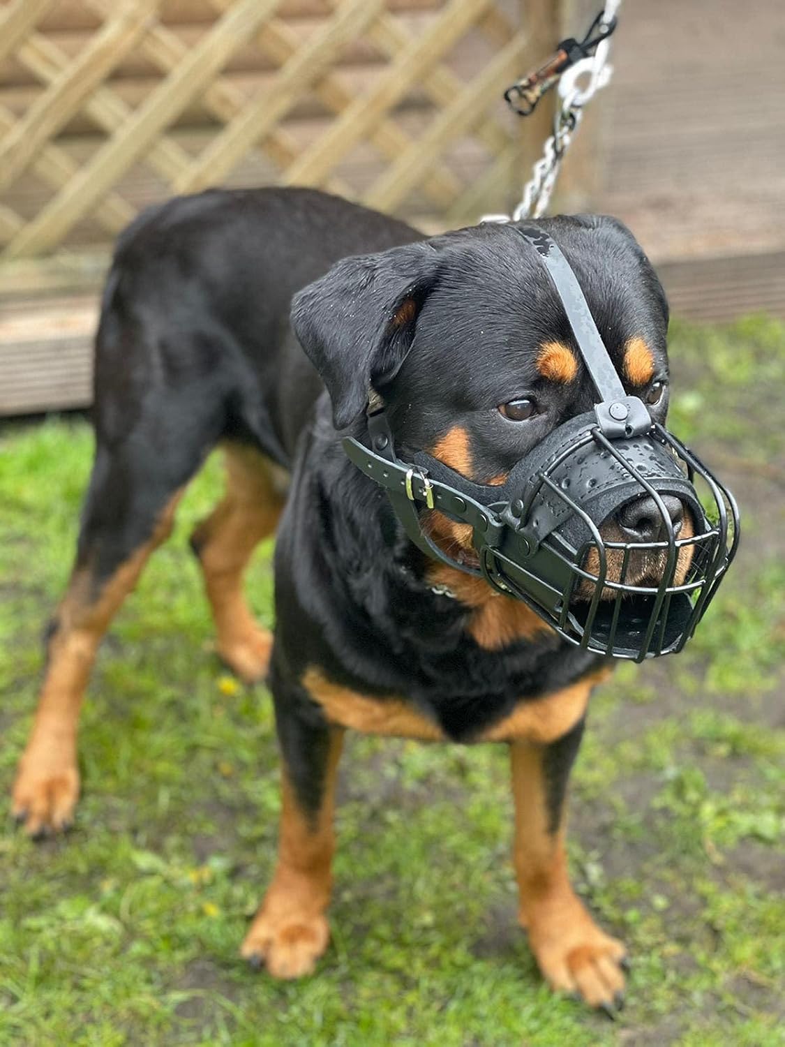 New Strong Metal Basket Dog Muzzle Covered with Rubber Plastic, Rottweiler,Mastiff Golden Retriever etc (R1, Black)