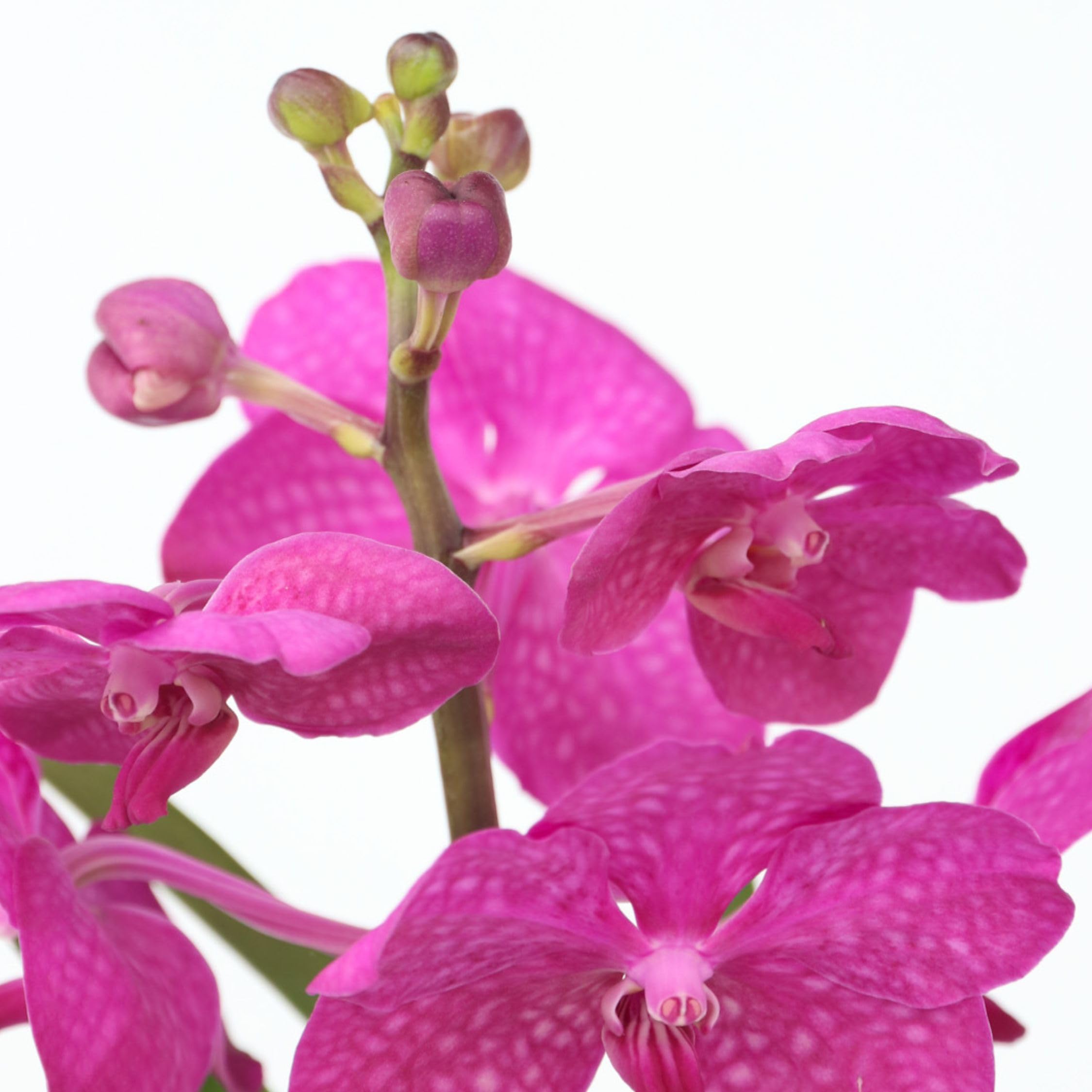 Plant in a Box - Vanda 'Bose' en vase - Orchidée - Cerise - Hauteur 45cm