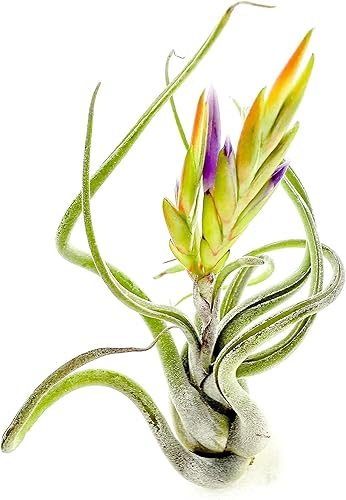 Miniatura 9 de ragnaroc Plantas de aire  Tillandsia Tenuifolia Green, grande 3-5 pulgadas  1 unidad  Llegada viva garantizada  Plantas de interior para decoración