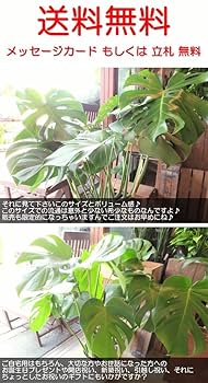 Amazon｜モンステラ デリシオーサ 7号鉢サイズ 鉢植え｜観葉植物