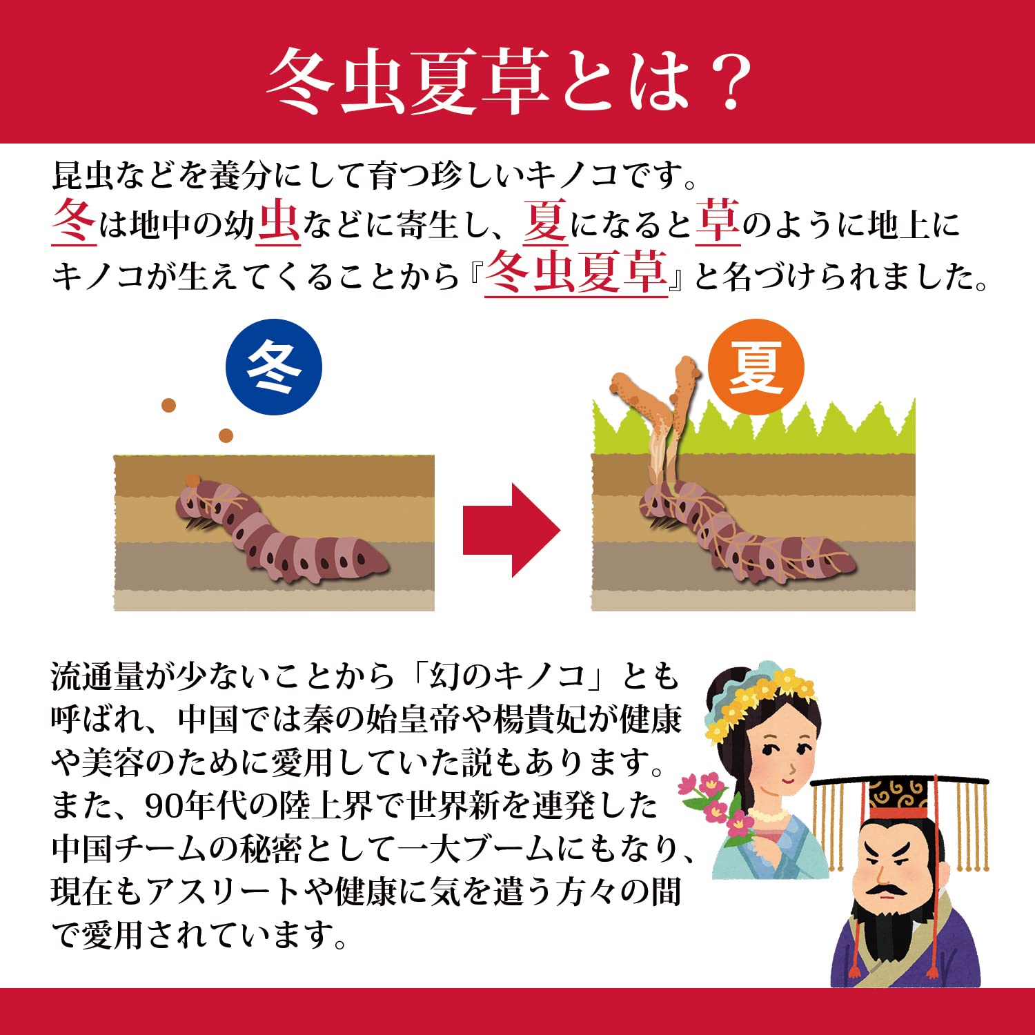 Amazon | 【免活応援サプリ】松浦薬業 冬虫夏草粒(とうちゅうかそう 