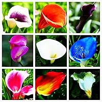 Vista 1 de Semillas de lirio de cala hermosas flores - 100 piezas de semillas