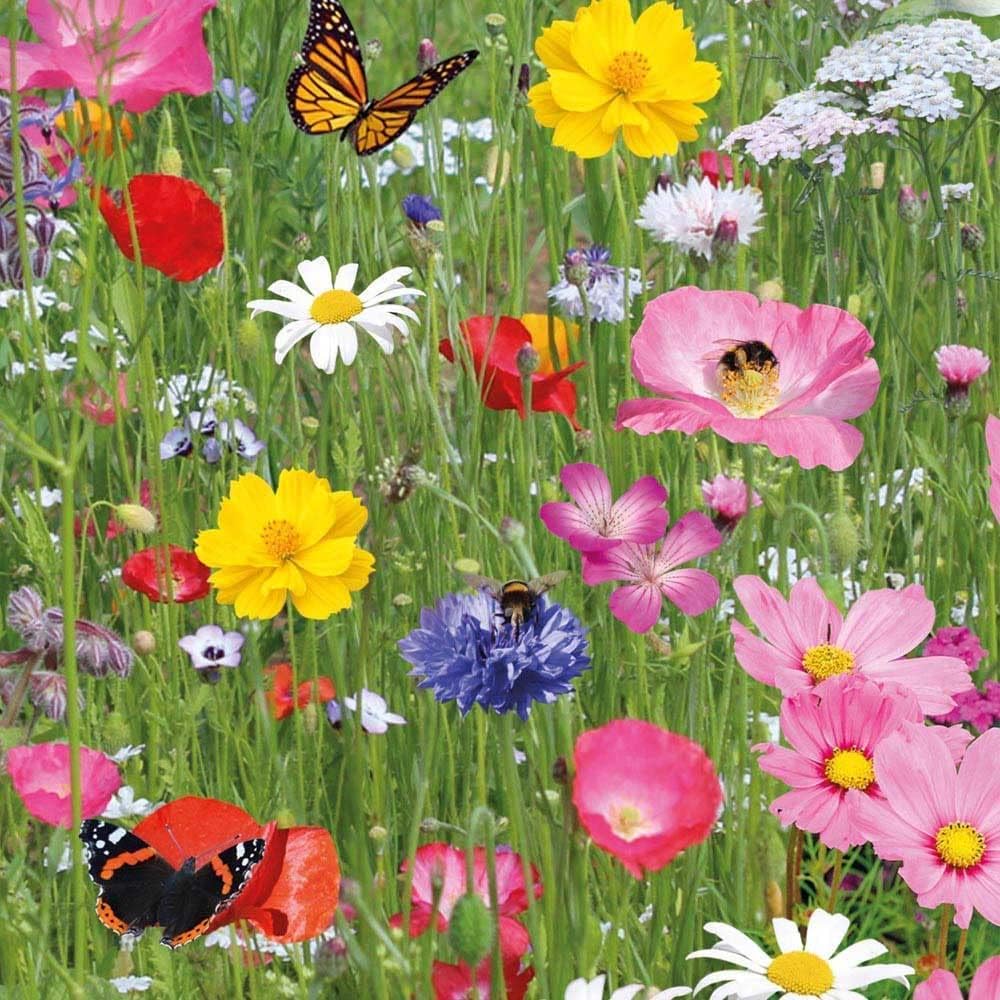 10g Dwarf Wild Flower Meadow Seeds Pure Flower 100 Pure Flower Seeds