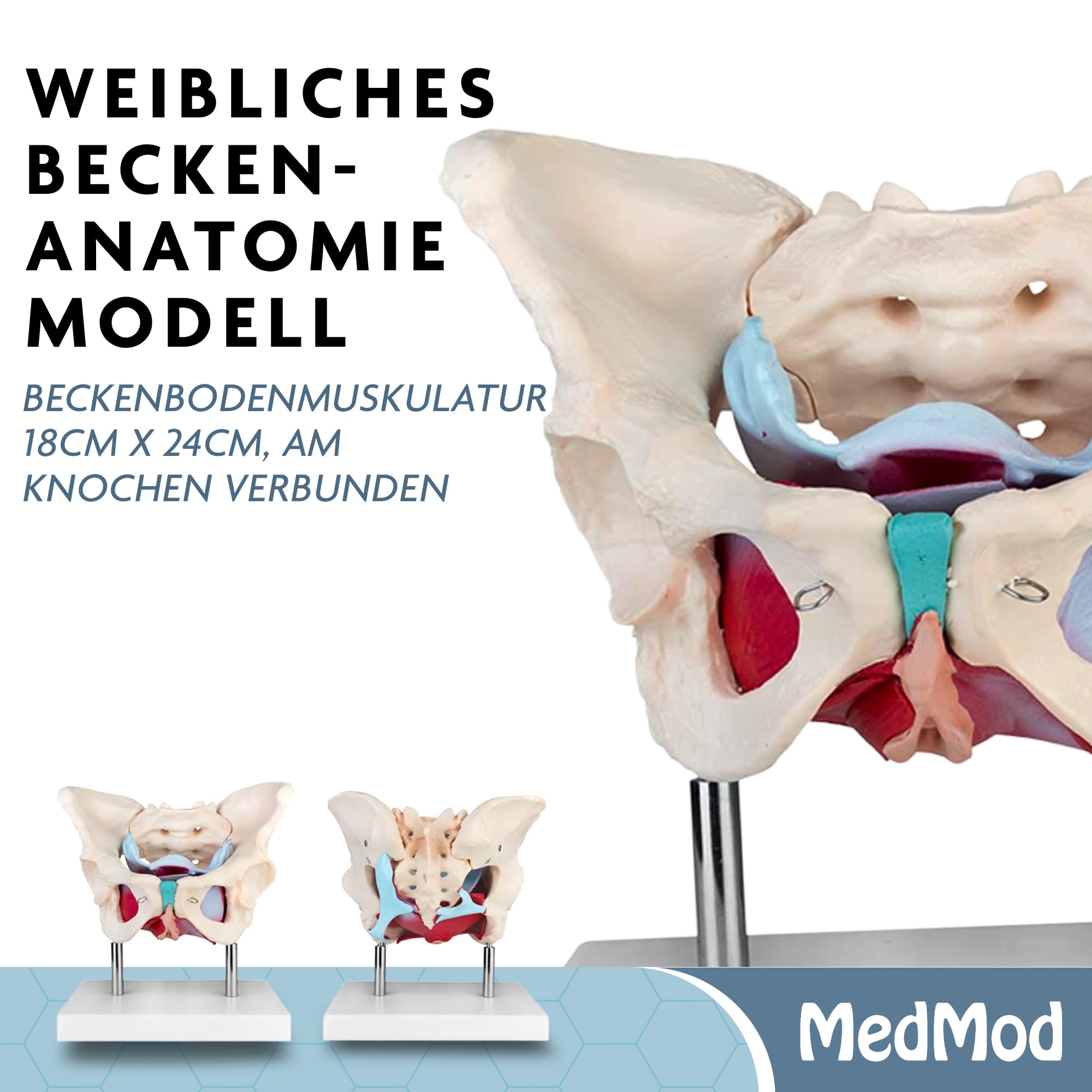Anatomie Modell weiblicher Beckenboden, Lebensgroßes weibliches Becken mit Muskeln, 24 x 18 x 17 cm, für Schule, Studium und Anatomie-Training, Lehrmodell