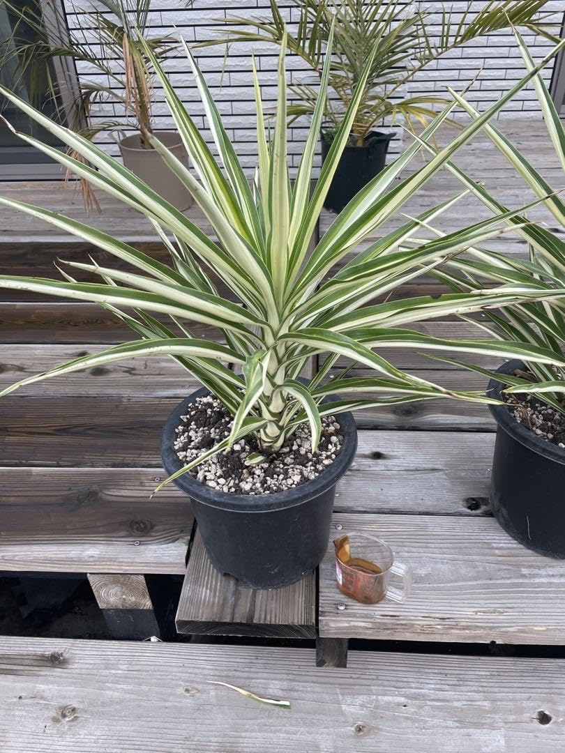 Amazon.co.jp: ユッカ サムライソウル アルトラゴールド : ホーム