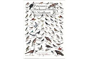 Peterson's Backyard Birds of the Northeast Poster