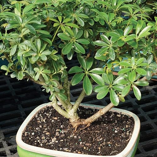 Miniatura 5 de Brussel's Bonsai Live Hawaiian Umbrella - Árbol bonsái para interiores, 3 años de edad 7 a 10 pulgadas de alto con recipiente decorativo