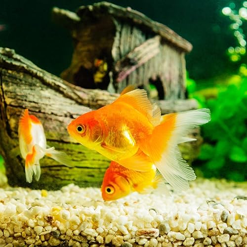 Miniatura 5 de Boniosz - Piedras de arena dorada gruesa, 5 libras para suculentas y cactus bonsái, pequeños guijarros decorativos para terrarios, jardinería de