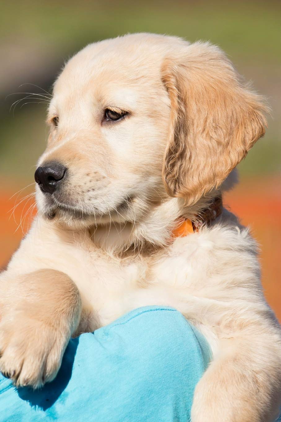 Puppy Journal: 130 pages Blank Lined Puppy Journal for Writing, Note-Taking and Recording Thoughts