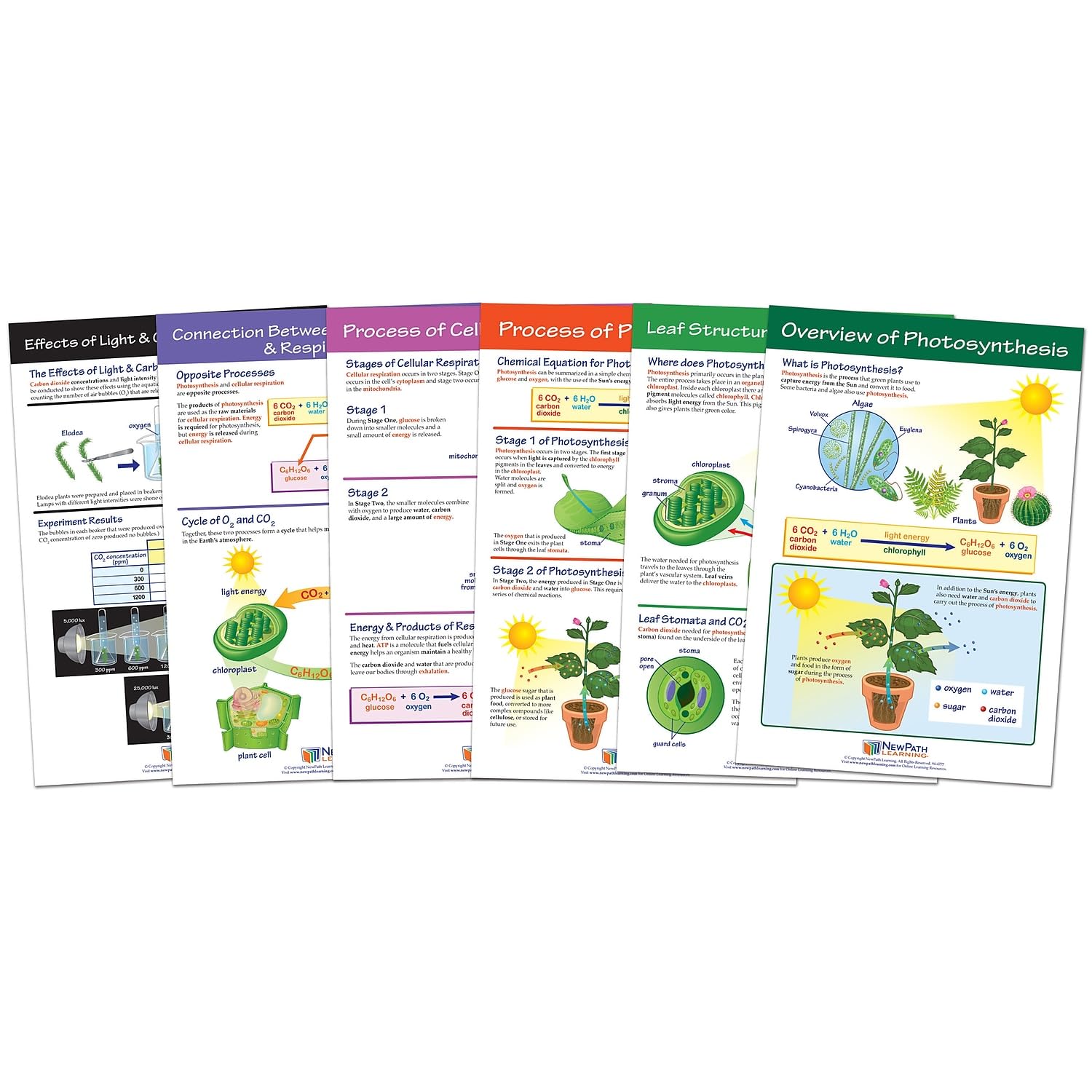 NewPath Learning Photosynthesis & Respiration Bulletin Board Charts, Set/6 - Laminated, Double-Sided, Full-Color, 12" x 18" (94-7016)