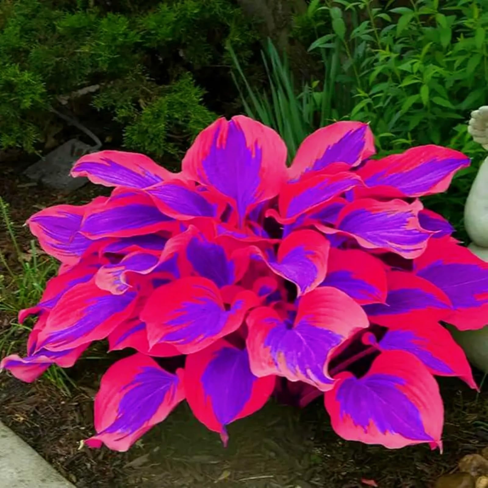 Perennial/Butterfly Flower//Hostas rhizomes/Excellent Display/Hosta Bulbs for Planting Now UK-6Bulbs -c