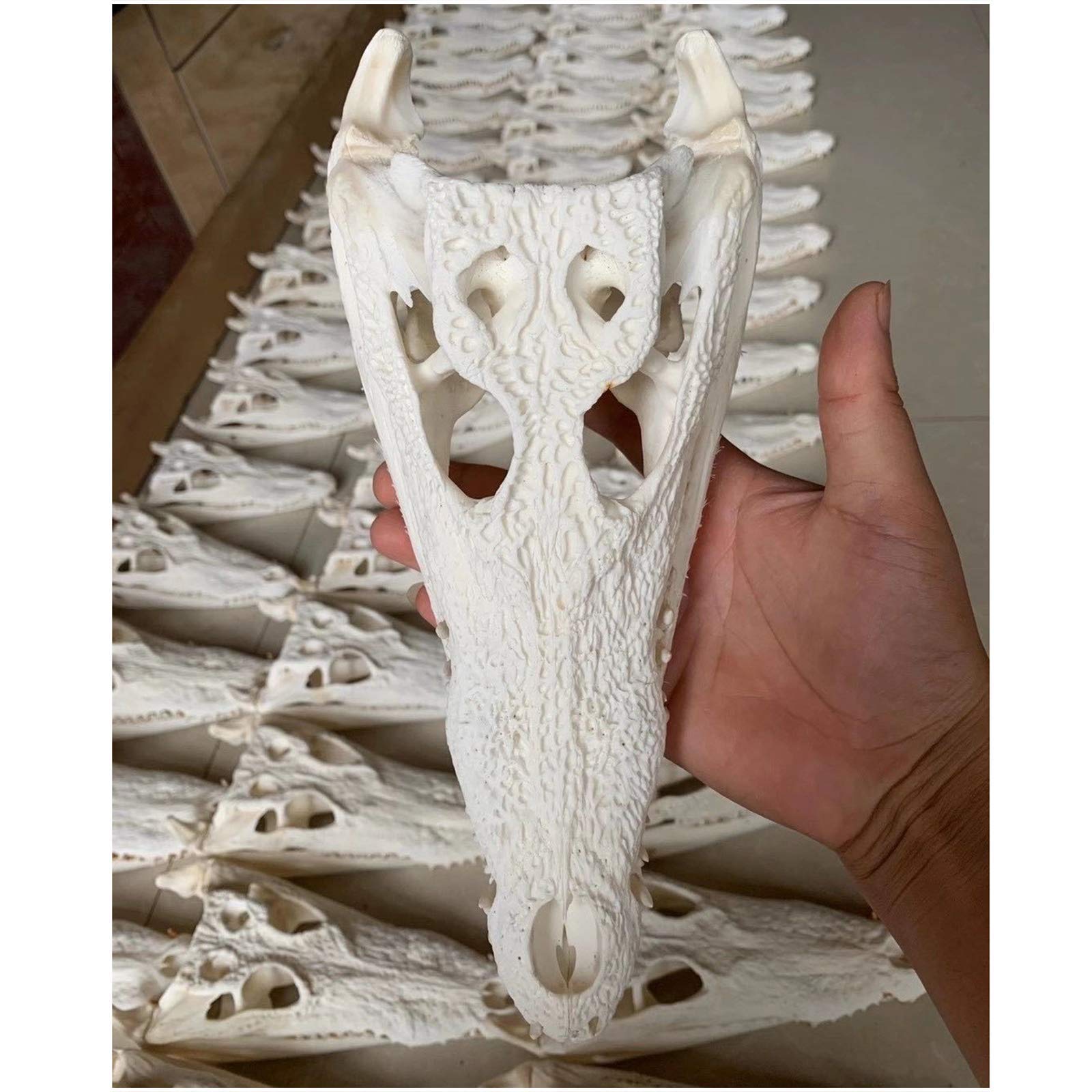 骨格　頭骨　ワニ　スカル　クロコダイル　美麗 骨格 標本 ワニ 頭骨 クロコダイル シャムワニ