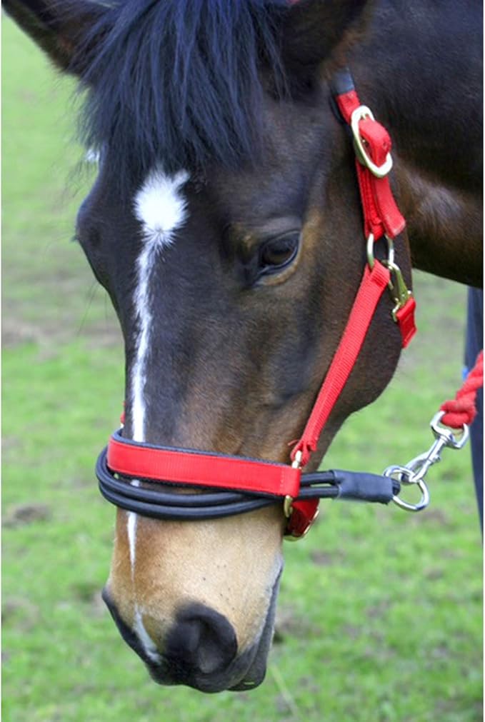 Sundry Ezyloader Horse Head Collar Adapter (One Size) (Black) Amazon