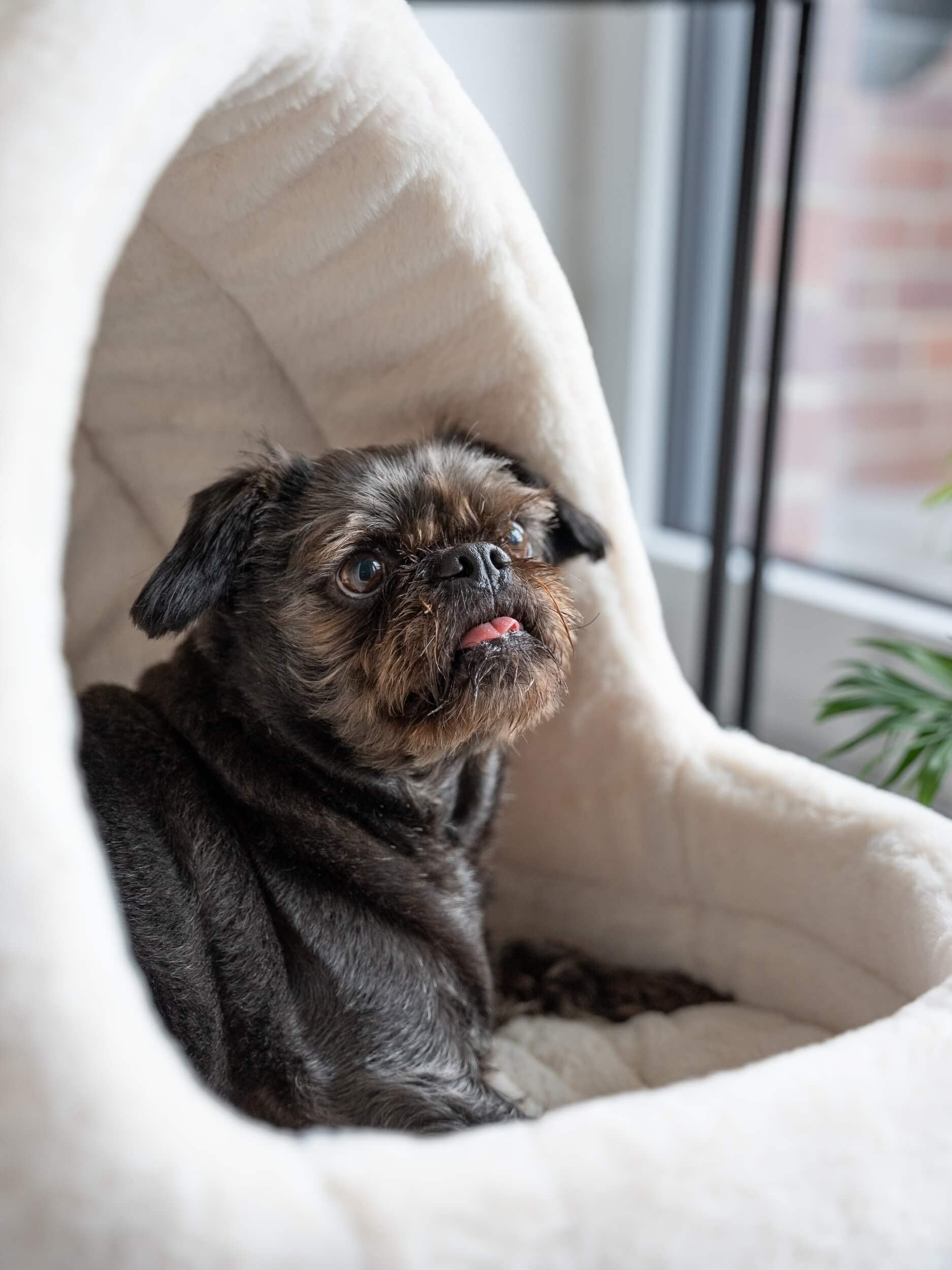 TrendPet LunaHome Kuschelhöhle für Hunde und Katzen und grau und beige (Beige)