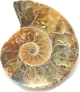 Ammonite Shell Cabochon, Natural Ammonite, Free Form Shape, 30Carat, 31x26x6MM SC-3106