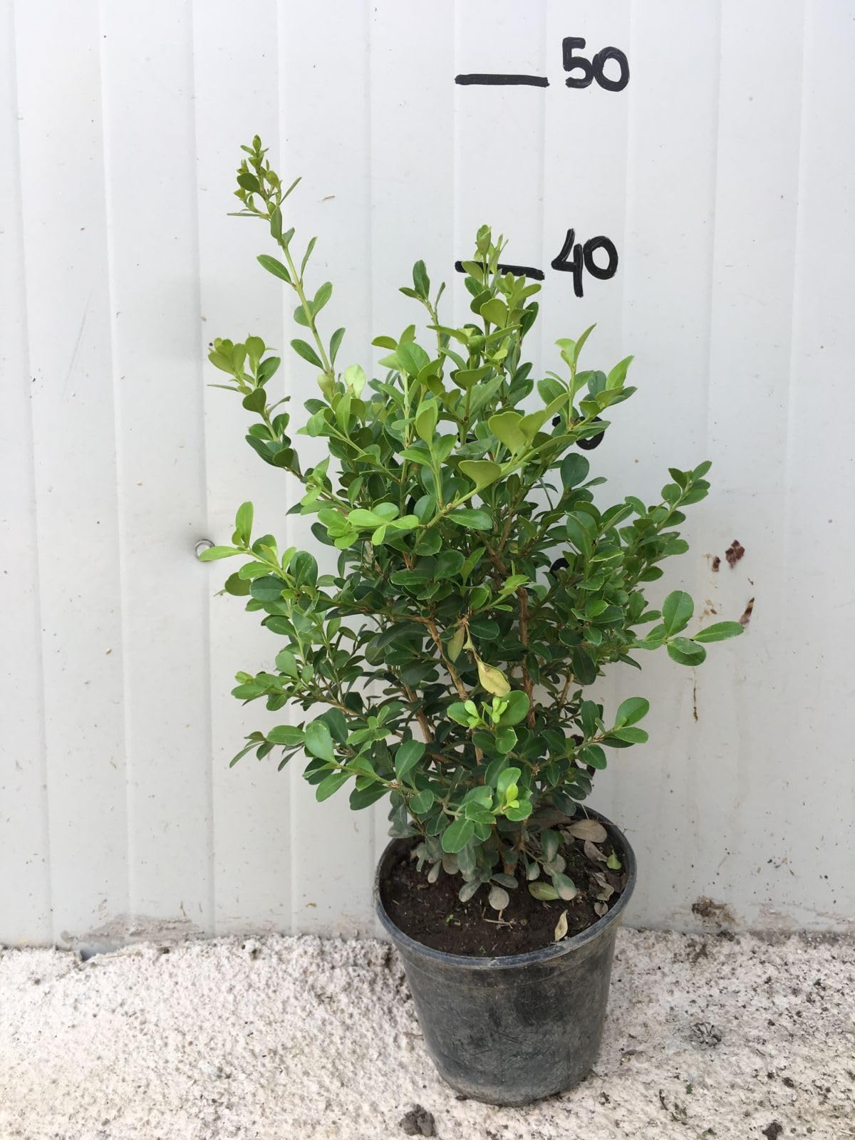 Buxus Bosso Sempreverde, 50 Piante, Vaso 14cm | Arbusto a crescita lenta, Ideale per siepi e bordure, Ideale per topiaria, Foglie piccole verde brillante, Foglie aromatiche