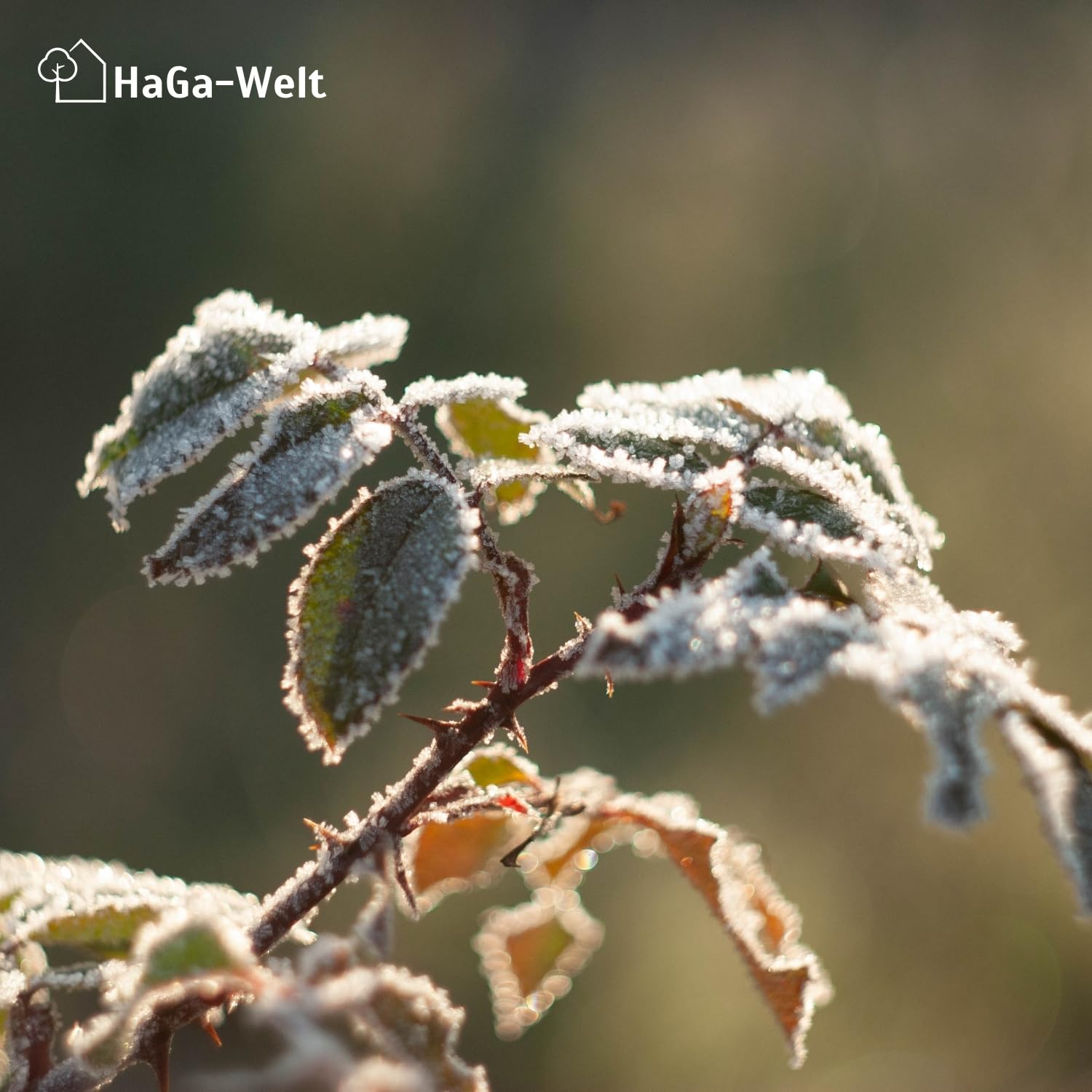HaGa® Wintervlies für Pflanzen 80g/m² 1,6m x 50m – Sehr Witterungsbeständig - Lichtdurchlässig - Pflanzenverträglich - UV-Schutz – Frostschutz für Kübelpflanzen