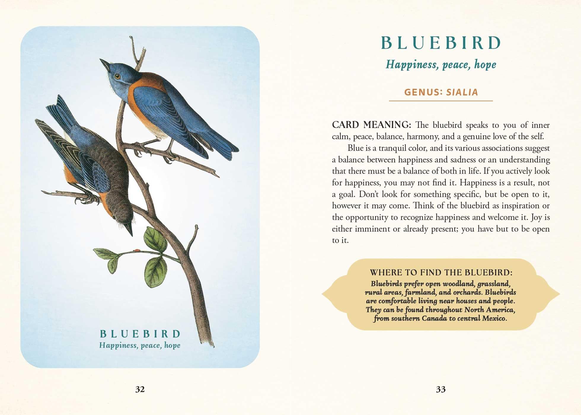 The Spiritual Meaning of Birds Oracle Deck: Discover the Wisdom & Insight of These Divine Winged Messengers