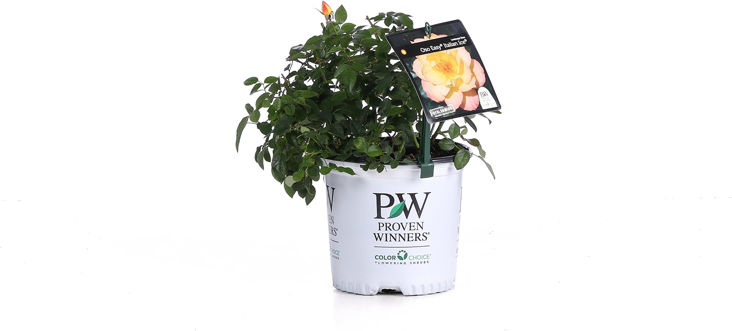 Oso Easy Italian Ice Landscape Rose (Rosa) Live Shrub, Orange, Pink, and Yellow Flowers, 1 Gallon