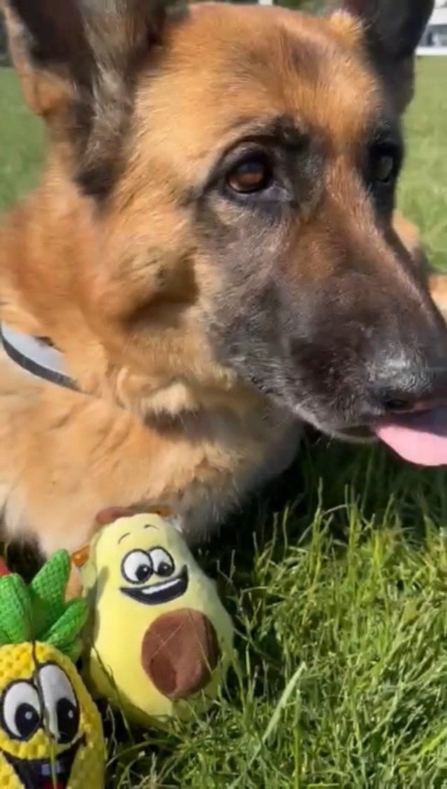 Dingo Plüsch Hundespielzeug Pitaya 13 Cm – Mit Quietsche, Weich & Interaktiv Für Kleine Hunde