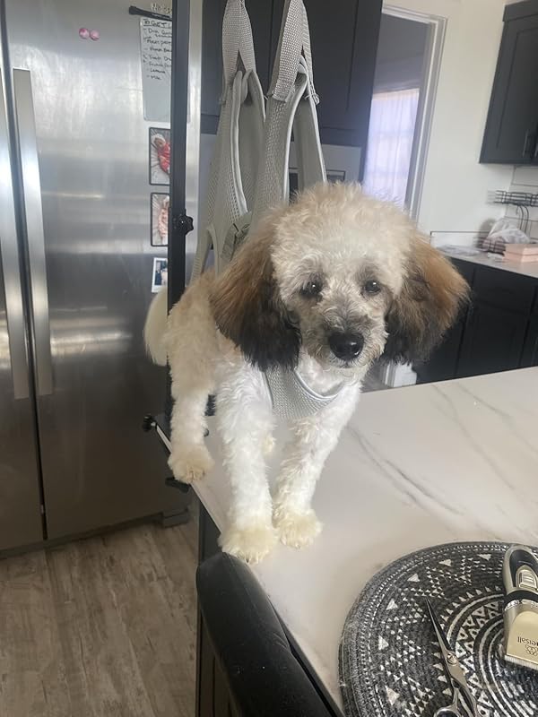 2-in-1 Dog Hair Dryer with Slicker Brush for Small-Sized Dogs and Cats | Pet Hair Dryer | Dog Blow Dryer | 300 Watts, 75-85 dB, Adjustable Temperature, Overheat Protection : Pet Supplies Review Image