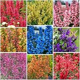 45Pcs Perennial Mix Hummingbird Mint Flower Seeds for...