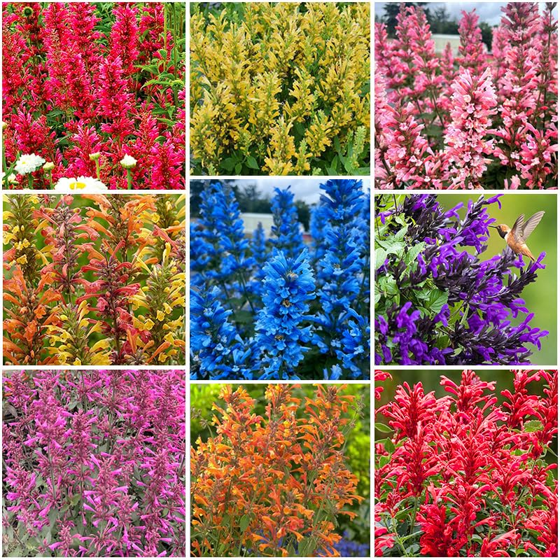 45Pcs Perennial Mix Hummingbird Mint Flower Seeds for Planting - Attracts Hummingbirds and Butterflies