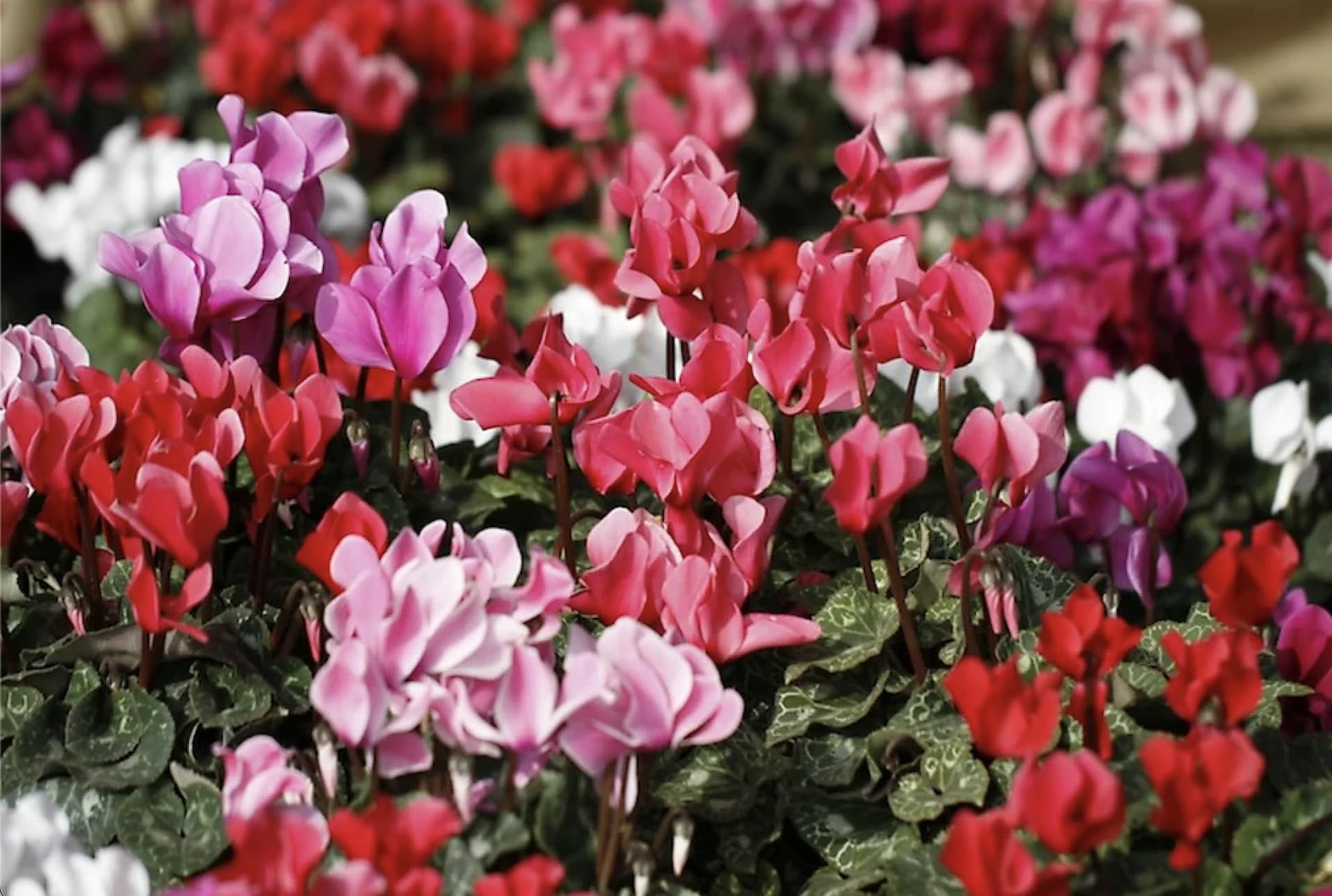Cyclamen persicum Metis F1 Standard Mix | x 6 Plug Plants | Bedding