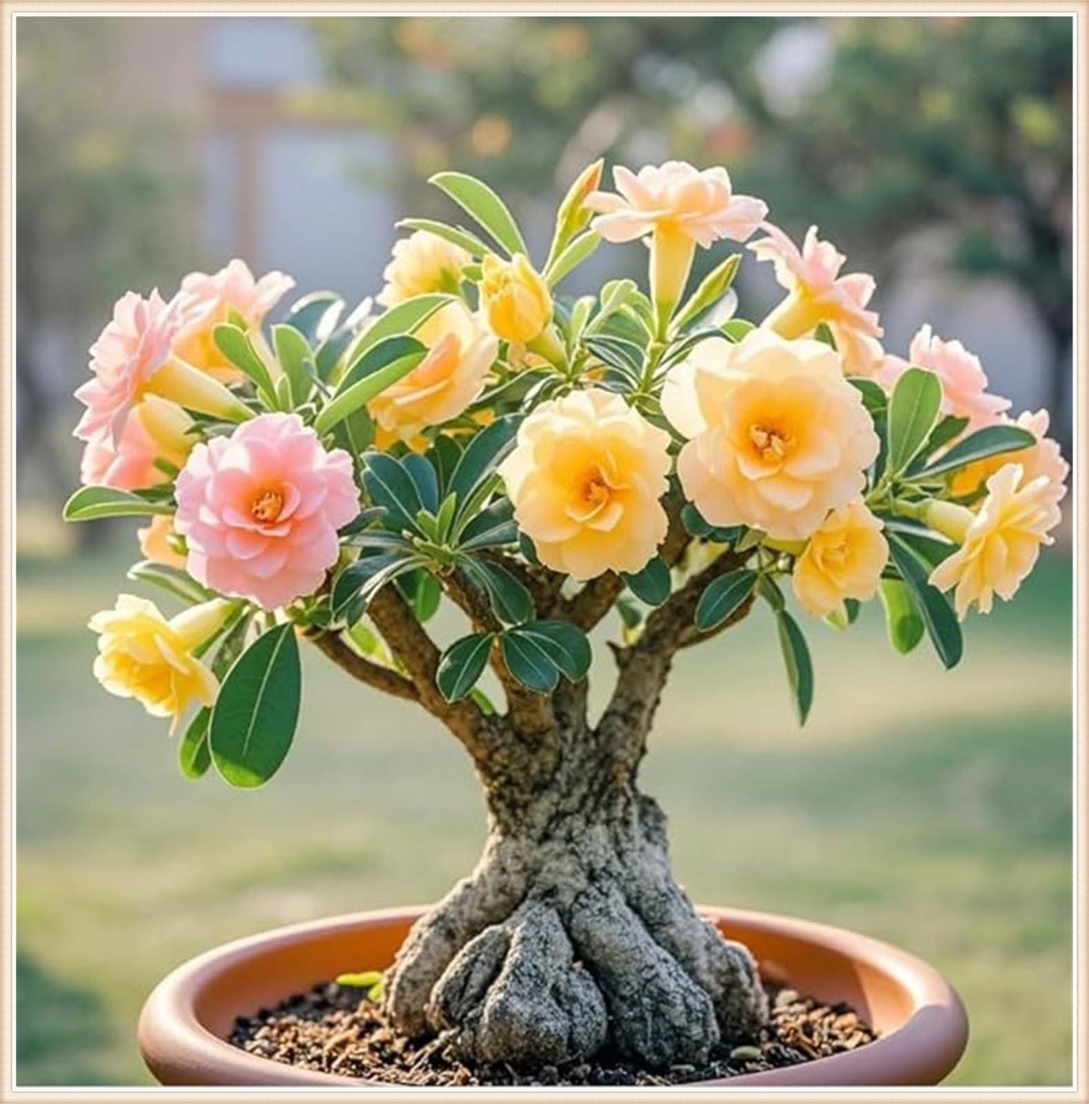Sottile-Naturale-Robusta-Rizoma di rosa del deserto-Compatta-Elegante -Rosa del Deserto Rara-4 Bulbi-J