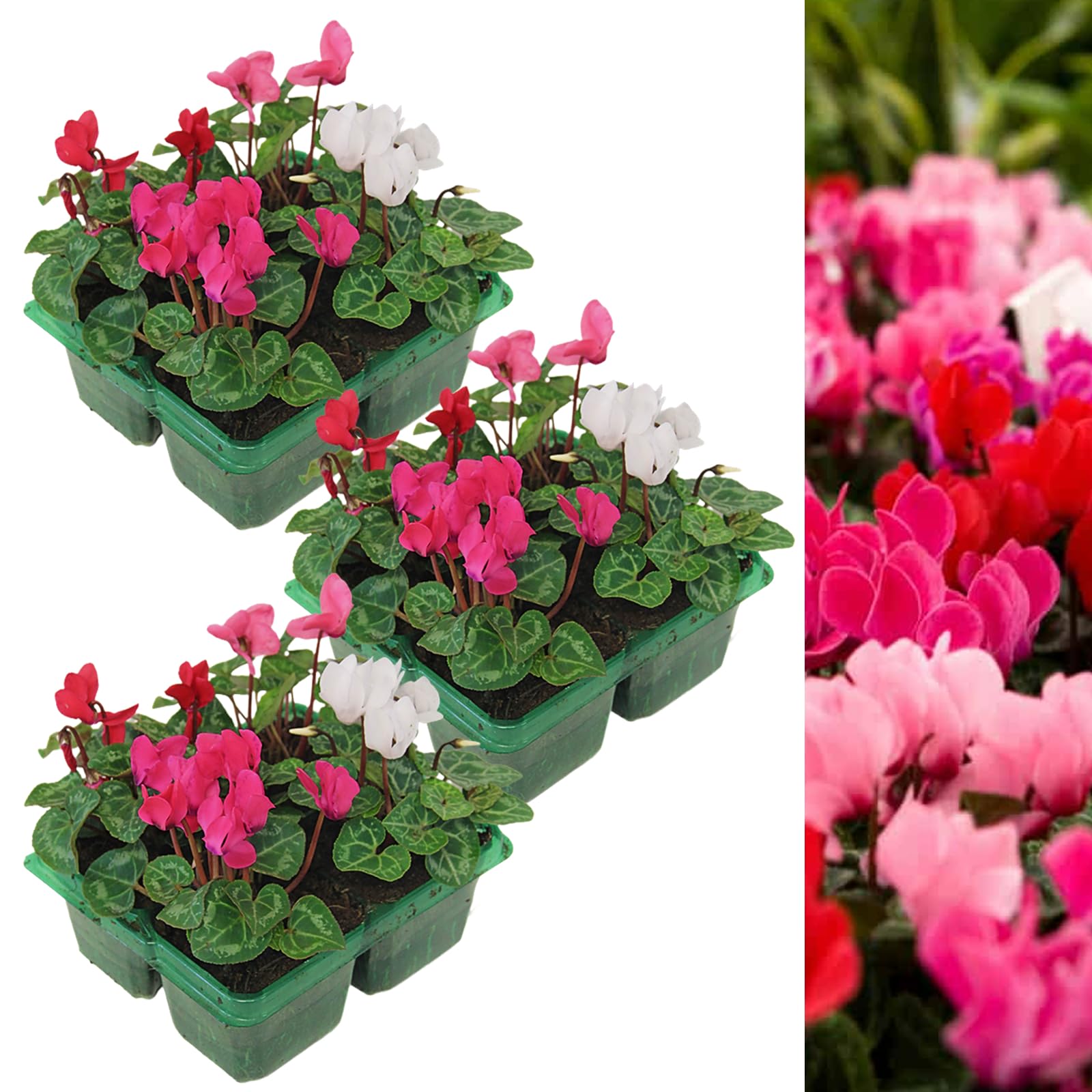 Carbeth Plants Cyclamen Mixed Garden Ready Plants (3 Packs - 12 Plants)