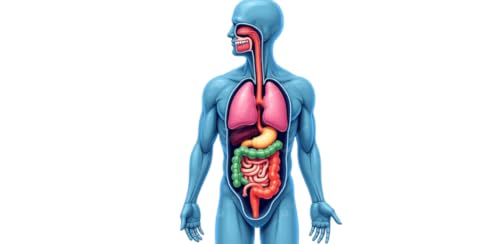 Human Body Simulators – vue 8