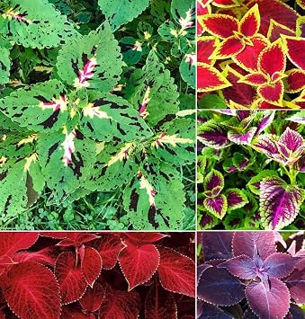 Rare Mixed Coleus Flowers Seeds Rainbow Coleus Wizard Mixed Perennial 100+