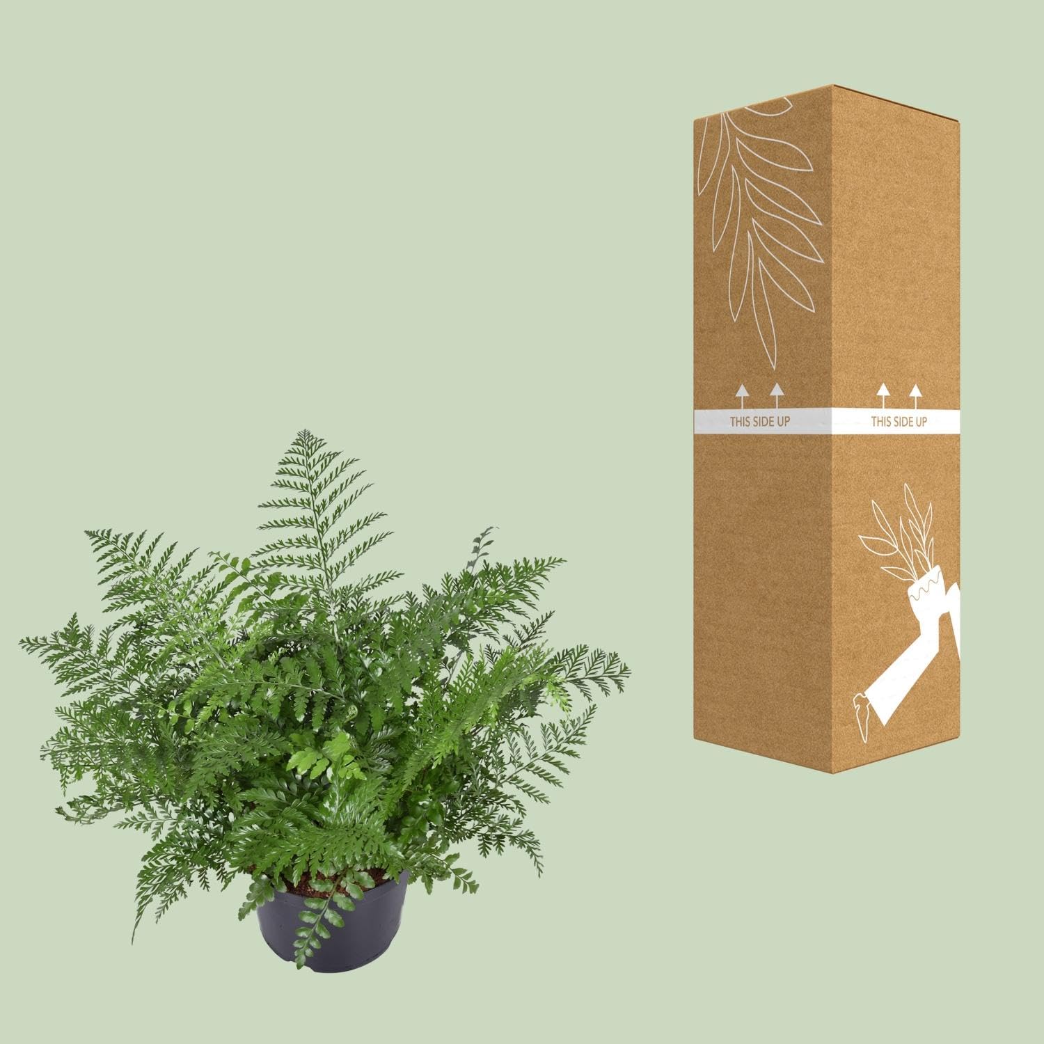 Asplenium Parvati Zimmerpflanze, Farn für Halbschatten, Grün, Ø23cm, 55cm