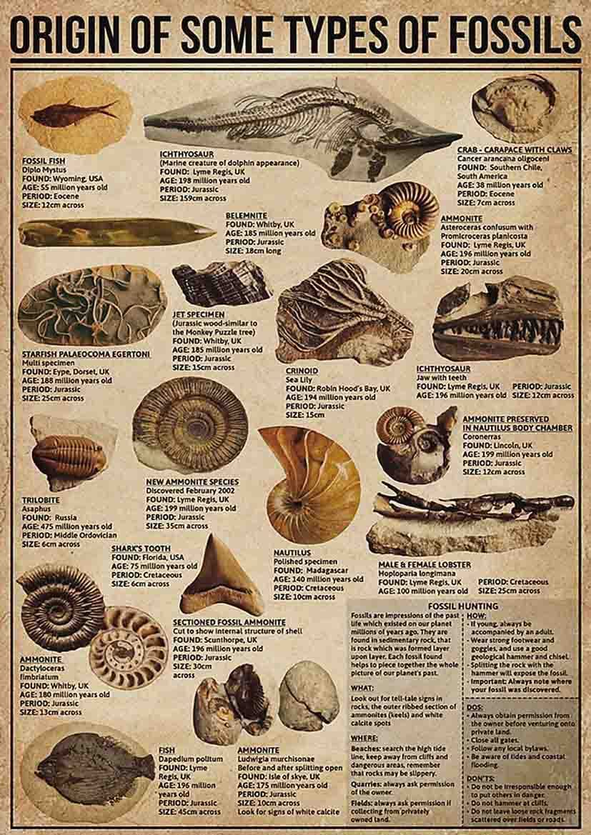 rayprint Origin Of Some Types Of Fossils Metal Tin Signs Teacher Science Print Poster Office Knowledge Home Club Wall Decor 8x12 Inches