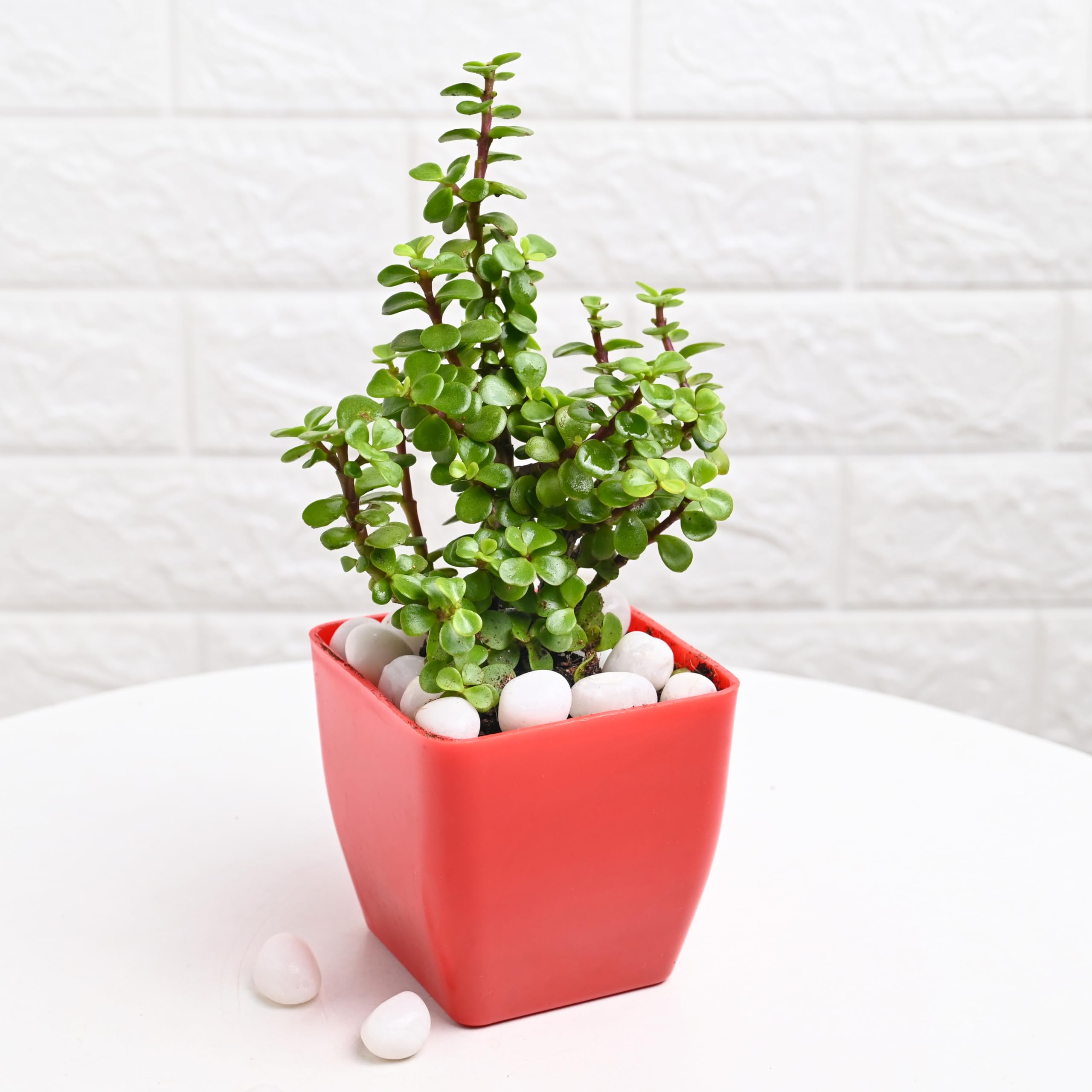 FlowerAura Air Purify Live Indoor Jade Plant & Haworthia Plant in Plastic Pot with 2 Manure Packets for Living Room, Balcony, Bedroom, Home/Office Decor, Birthday Gift, Diwali Gift 1