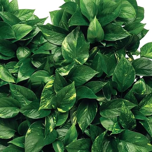 Jobe's 5001T Fertilizante para Plantas de Interior, 50 Unidades miniatura 6