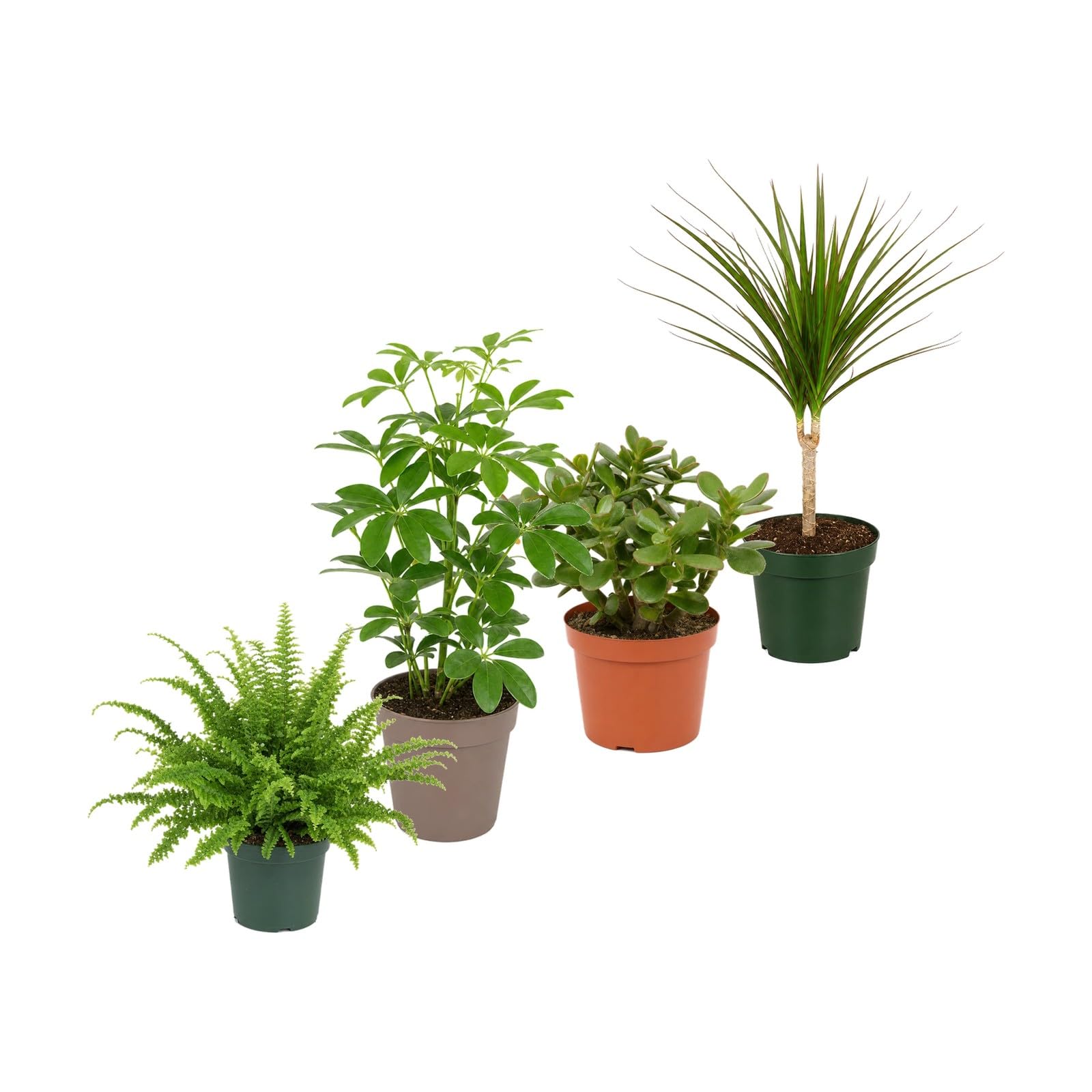 DECOALIVE Colección de 4 Plantas: Salón y Zona de Estar