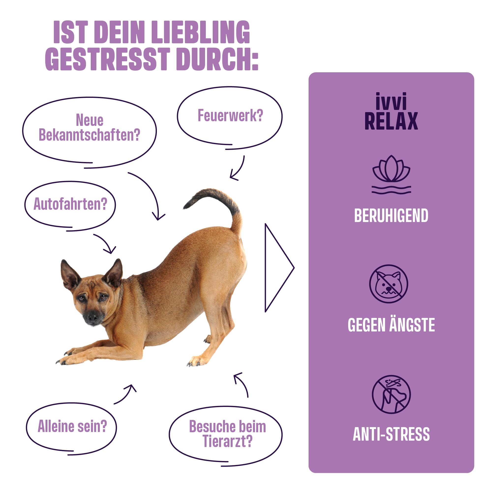 ivvi Relax - Sanfte Entspannung für Hunde – Beruhigende Leckerlis mit L-Tryptophan & Kräutern - hilfreich zur Beruhigung bei Angst und Stress - 60 leckere Snacks mit Huhn