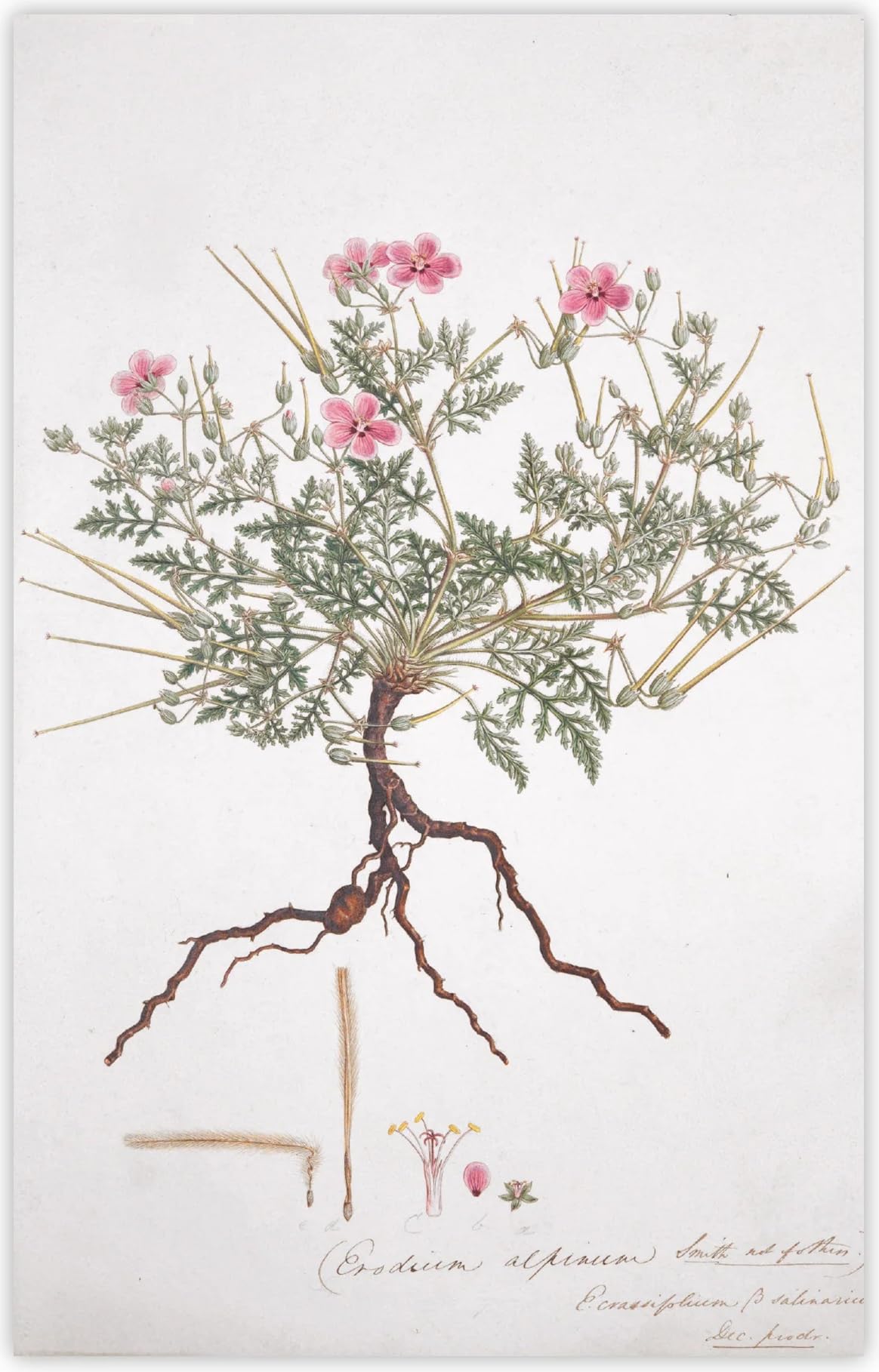 Fitzwilliam Museum Flora Graeca Illustrations Note-let Blank Pack of 10 Cards University of Cambridge (2 each of 5 Designs) - Image 3